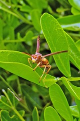 Polistes apachus