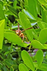 Polistes apachus