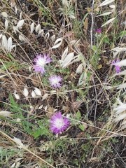 Centaurea crocodylium