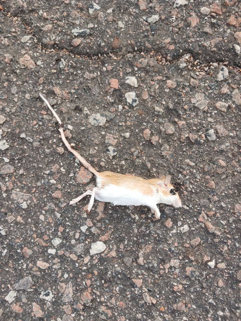 Nigerian Gerbil