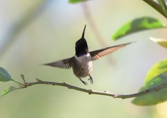 Archilochus alexandri