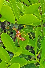 Polistes apachus