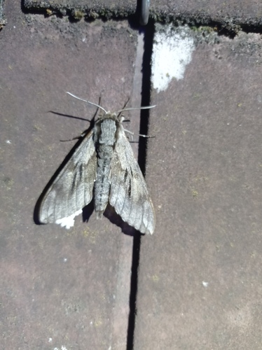 Pine Hawkmoth