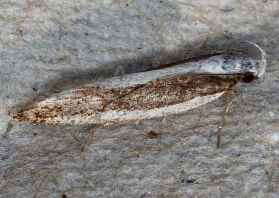 Aroga morenella
