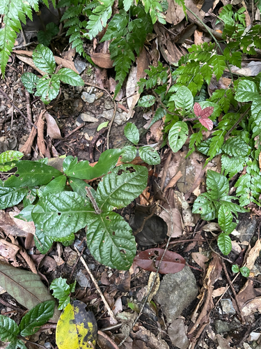 Ardisia pusilla observed 2026-06-23