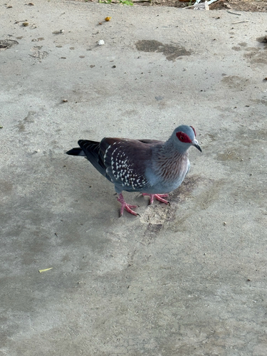 Speckled Pigeon