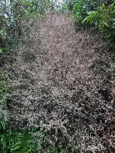 Neomyrtus pedunculata, photograph 6