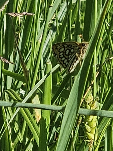 Large Chequered Skipper