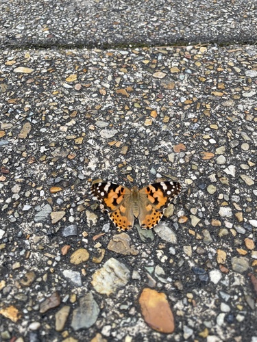 Painted Lady