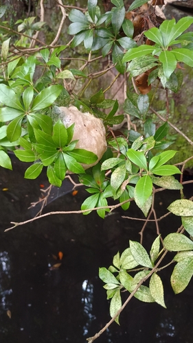 Forest Green Treefrog