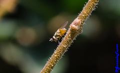 Diptera