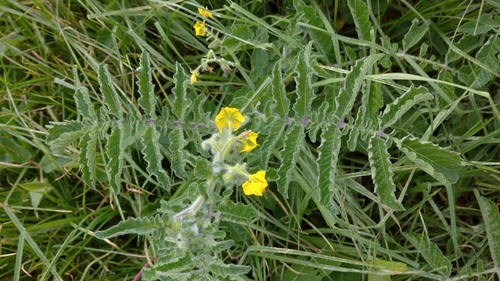 Solanum lycopersicum image