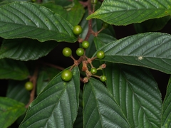 Frangula crenata
