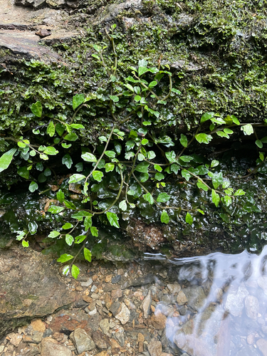Elatostema suzukii iNat (3)