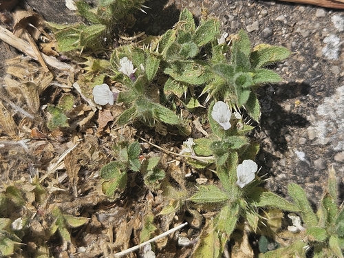 Sideritis romana, photograph 4