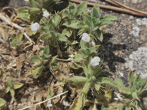 Sideritis romana, photograph 5