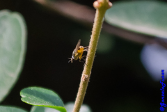 Diptera