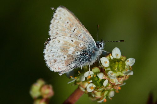 Sierra Blue photo 4