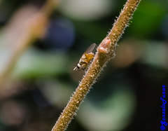 Diptera