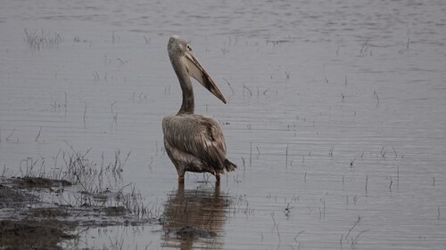 iNaturalist image
