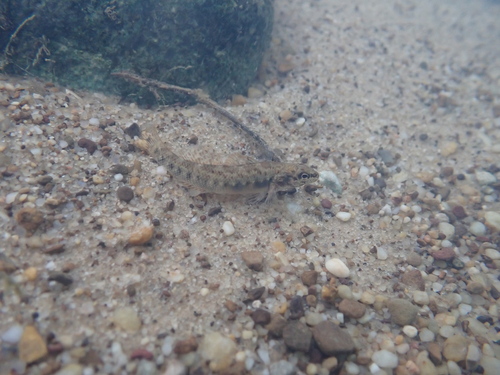 Barcheek darter (Etheostoma obeyense) — Percidae — 5