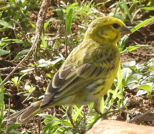 White-bellied Canary (Crithagra dorsostriata), photo 5