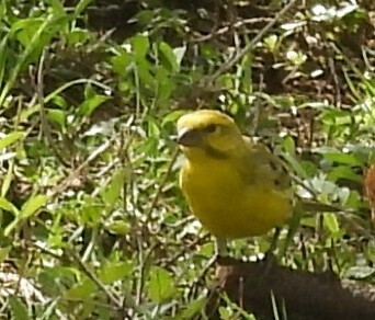 White-bellied Canary (Crithagra dorsostriata), photo 6