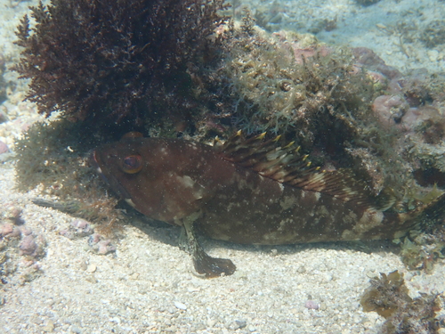 Epinephelus rivulatus observed 2026-06-23