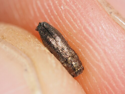 Meliboeus aeratus
