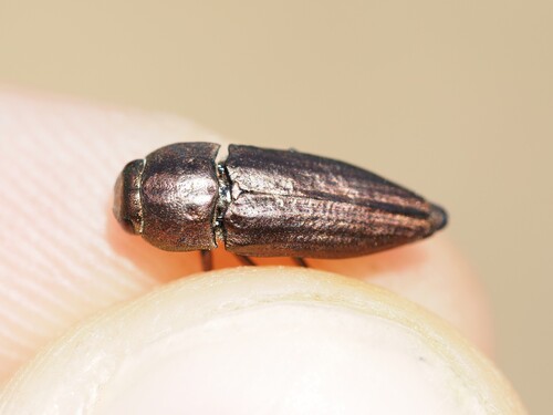 Sphenoptera barbarica