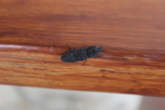 Lacon punctatus