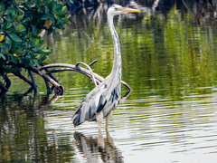 Ardea herodias occidentalis × wardi