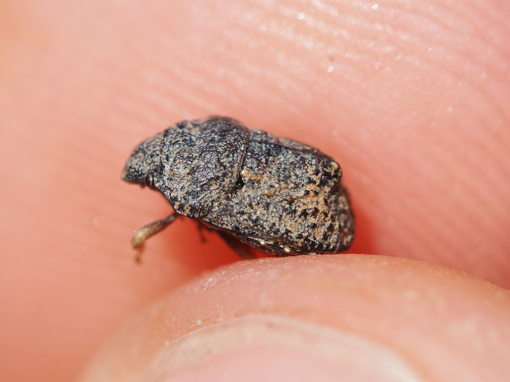 Psacasta tuberculata