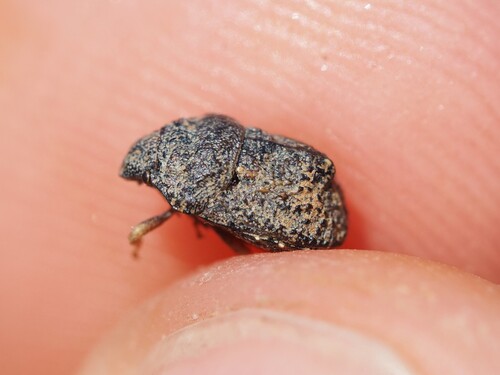 Psacasta tuberculata