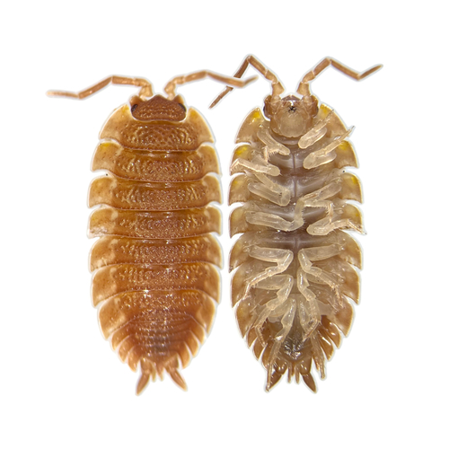 Common rough woodlouse