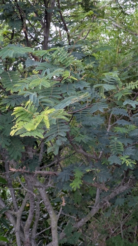 Albizia amara, photograph 2