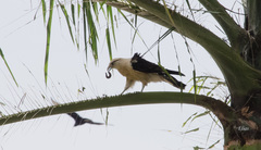 Brassolis sophorae