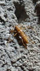 Eburodacrys triocellata