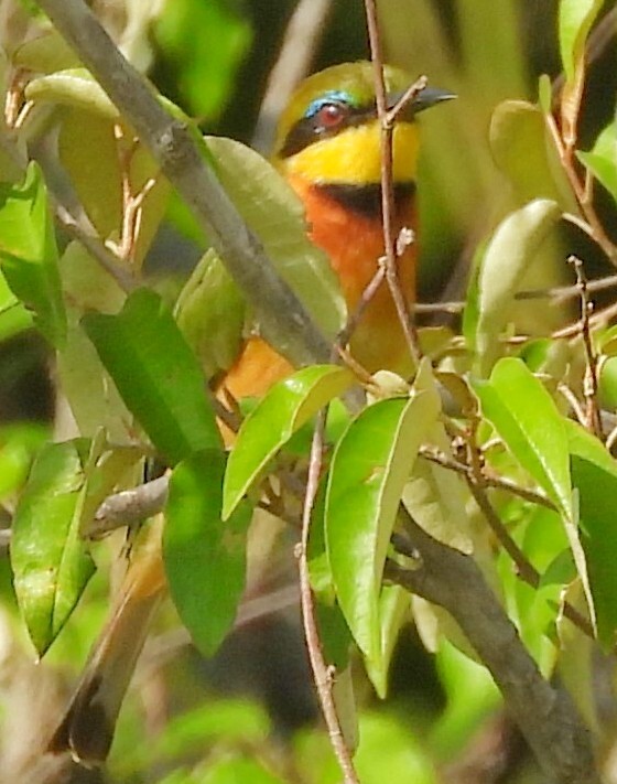 Cinnamon-chested Bee-eater (Merops oreobates), photo 2