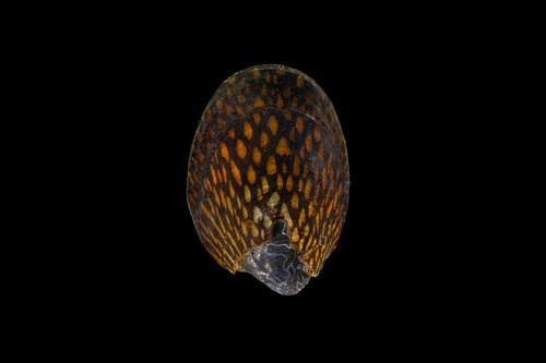 Septaria observed 2026-05-26