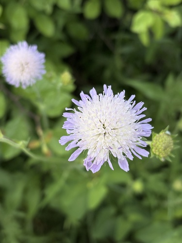 Field Scabious