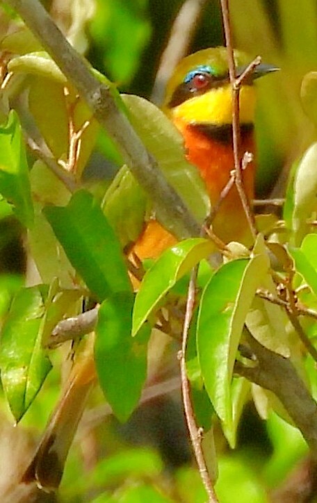 Cinnamon-chested Bee-eater (Merops oreobates), photo 3