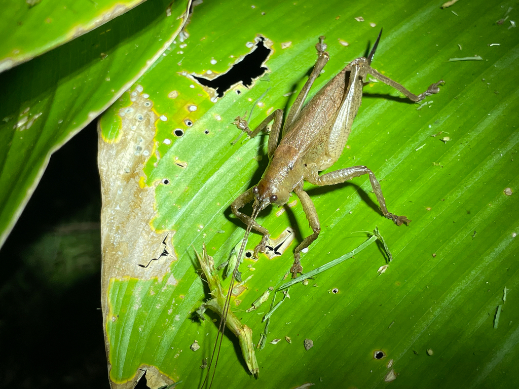Jamaicana unicolor