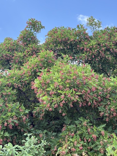 Tatarian Maple
