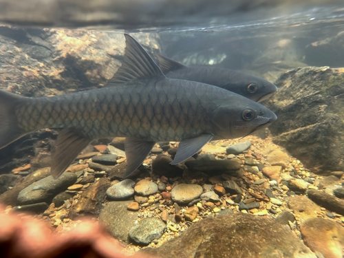 Soro-mahseer (Neolissochilus soroides) — Cyprinidae