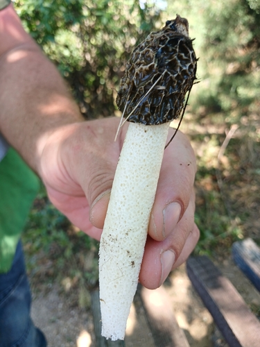 common stinkhorn