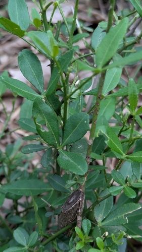 Zanthoxylum asiaticum, photograph 5