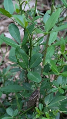 Zanthoxylum asiaticum, photograph (c) Suhel Quader, some rights reserved (CC BY)
