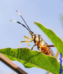 Holhymenia histrio