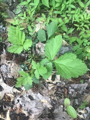 Geum vernum